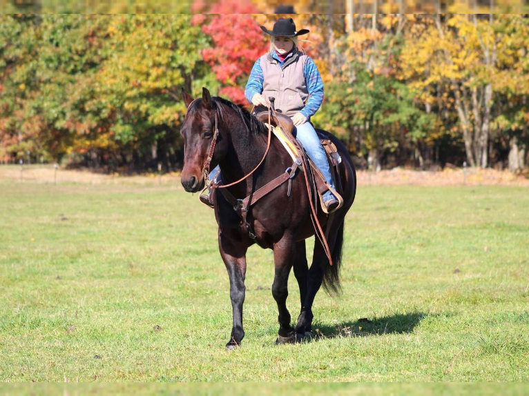 American Quarter Horse Mix Gelding 11 years 15,1 hh Bay-Dark in Clarion, PA