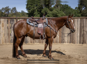 American Quarter Horse, Gelding, 12 years, 14.3 hh, Sorrel