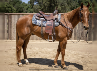 American Quarter Horse, Gelding, 13 years, 14.3 hh, Sorrel