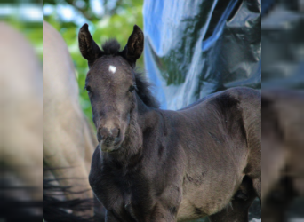 American Quarter Horse, Stallion, Foal (04/2023), 14.2 hh, Black