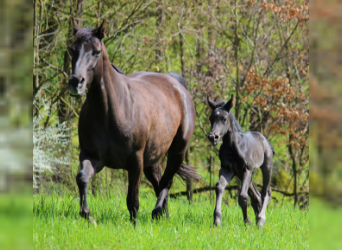 American Quarter Horse, Stallion, Foal (04/2023), 14.2 hh, Black
