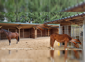 Pferdestall bauen - Aussenboxen und Pferdebox, Offenstall, Pferdefütterung im Offenstall, Weidehütte