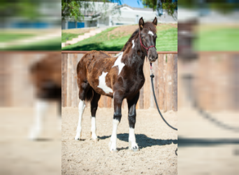 Draft Horse, Mare, 1 year, 13.2 hh, Tobiano-all-colors