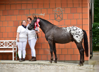 Knabstrup, Stallion, 15 years, 15.1 hh, Leopard-Piebald