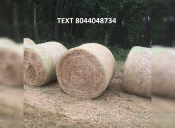 ORCHARD/TIMOTHY GRASS HAY for sale 