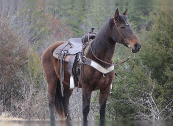 Kentucky Mountain Saddle Horse, Mare, 9 years, 14 hh, Bay