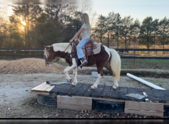 Pony of the Americas, Gelding, 8 years, 10.1 hh, Tobiano-all-colors