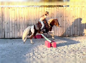 Pony of the Americas, Gelding, 8 years, 10.1 hh, Tobiano-all-colors