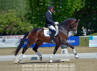 German Sport Horse, Stallion, 10 years, 16.3 hh, Brown