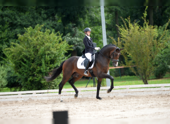 German Sport Horse, Stallion, 10 years, 16.3 hh, Brown