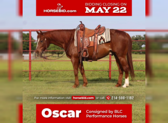 American Quarter Horse, Gelding, 9 years, Sorrel, in Grand Saline, TX,