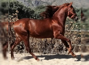 PRE Mix, Stallion, 6 years, 15.2 hh, Chestnut-Red, in Malaga,