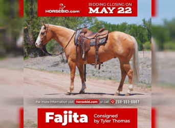 American Quarter Horse, Gelding, 5 years, Palomino, in Canadian, TX,