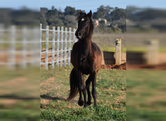 Andalusian, Mare, 2 years, 16.2 hh, Black, in Mallorca,