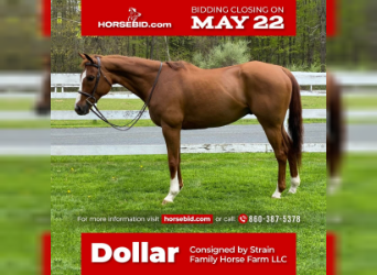 American Quarter Horse, Gelding, 12 years, 16 hh, Sorrel, in Granby, CT,