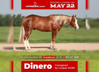 American Quarter Horse, Gelding, 4 years, Sorrel, in Whitesboro, TX,