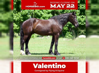 Friesian horses Mix, Gelding, 6 years, Black, in Huntsville, TX,