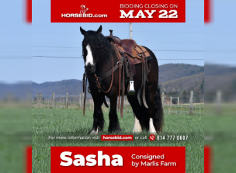Gypsy Horse, Mare, 3 years, Black, in Rebersburg, PA,