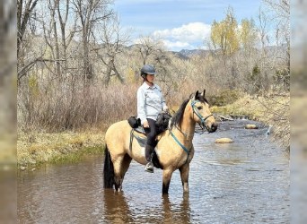 Spotted Saddle Horse, Gelding, 12 years, Tobiano-all-colors, in Penrose, CO,