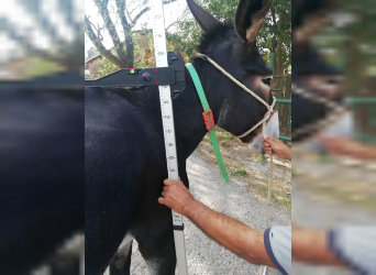 Donkey, Mare, 9 years, 14.2 hh, Black, in BERGA, BARCELONA,