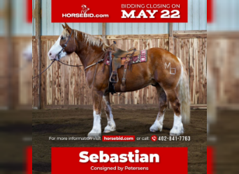 Draft Horse, Gelding, 8 years, 18 hh, Sorrel, in Valley Springs, SD,