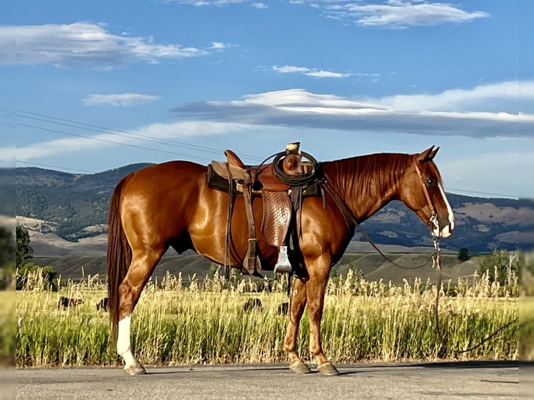 American Quarter Horse Gelding 11 years Sorrel in Drummond, MT