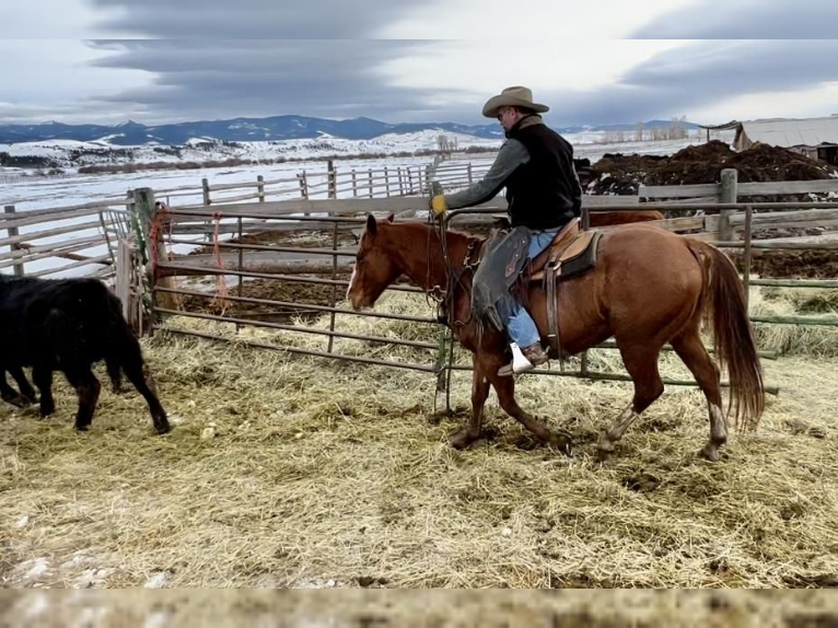 American Quarter Horse Gelding 11 years Sorrel in Drummond, MT