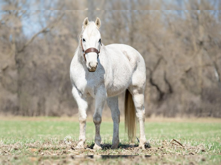 American Quarter Horse Gelding 12 years Gray in Boyceville, WI