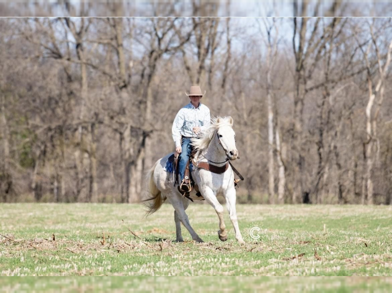 American Quarter Horse Gelding 12 years Gray in Boyceville, WI