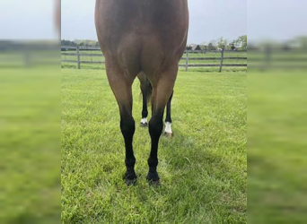 American Quarter Horse, Gelding, 3 years, Buckskin