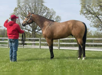 American Quarter Horse, Gelding, 3 years, Buckskin