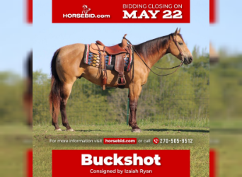 American Quarter Horse, Gelding, 4 years, Buckskin