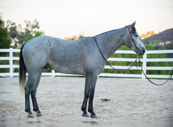American Quarter Horse, Gelding, 5 years, Gray