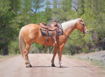 American Quarter Horse, Gelding, 5 years, Palomino