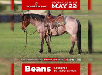 American Quarter Horse, Gelding, 5 years, Roan-Bay