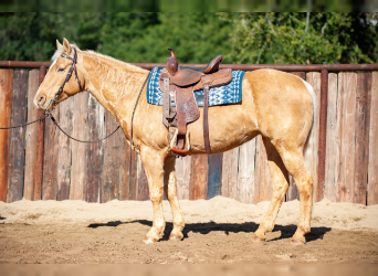 American Quarter Horse, Mare, 11 years, Palomino