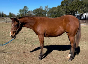 American Quarter Horse Mix, Mare, 1 year, Bay