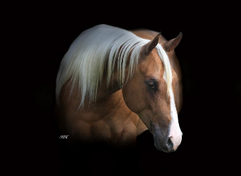 American Quarter Horse, Mare, 2 years, Palomino