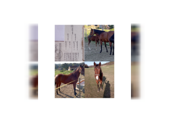 American Quarter Horse, Mare, 3 years, 14.2 hh