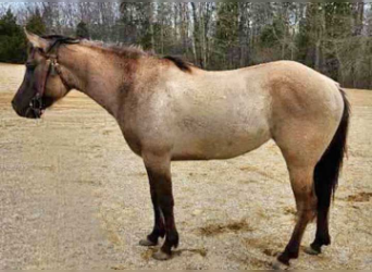 American Quarter Horse, Mare, 3 years, Grullo