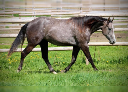 American Quarter Horse, Mare, 5 years, 14.2 hh, Gray