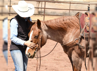 American Quarter Horse Mix, Mare, 6 years, 14 hh, Roan-Red