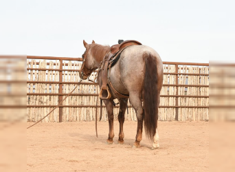 American Quarter Horse Mix, Mare, 6 years, 14 hh, Roan-Red