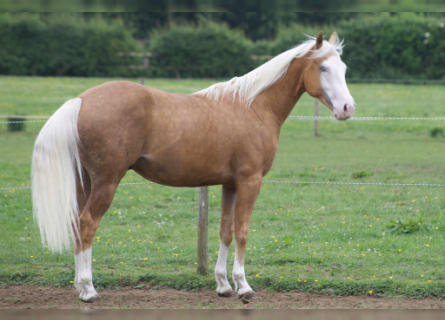 American Quarter Horse, Stallion, 3 years, 14.2 hh, Palomino