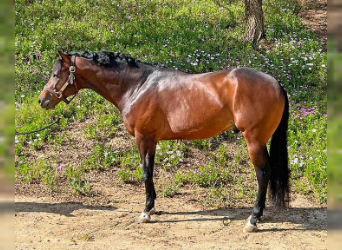 American Quarter Horse, Stallion, 4 years, Bay