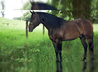American Quarter Horse, Stallion, 10 years, 15 hh, Bay