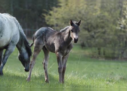 American Quarter Horse, Stallion, Foal (03/2023), 14.2 hh, Roan-Blue