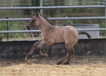 American Quarter Horse, Stallion, Foal (03/2023), 15 hh, Grullo