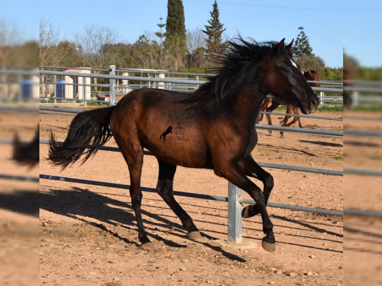 Andalusian Mare 2 years 16,2 hh Black in Mallorca
