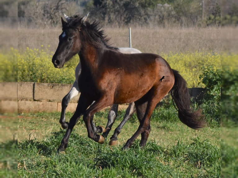 Andalusian Mare 2 years 16,2 hh Black in Mallorca